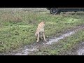 Cheetah Grooming In The Rain At Serengeti National Park Tanzania ️ Africansafari