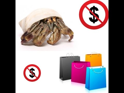 When Getting a Hermit Crab - What NOT to Buy