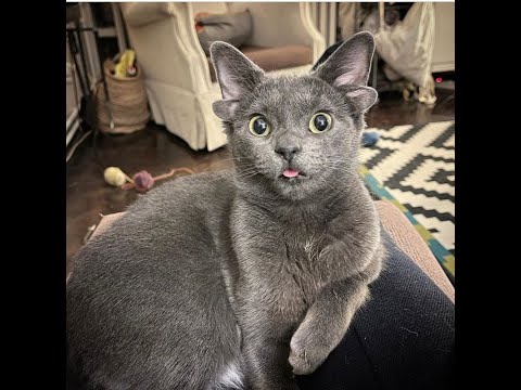 Unusual cat with 4 ears