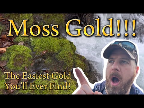 Moss Gold! The Easiest Way to Find Gold!!! #prospecting #howtofindgold #panning #mossgold #gold