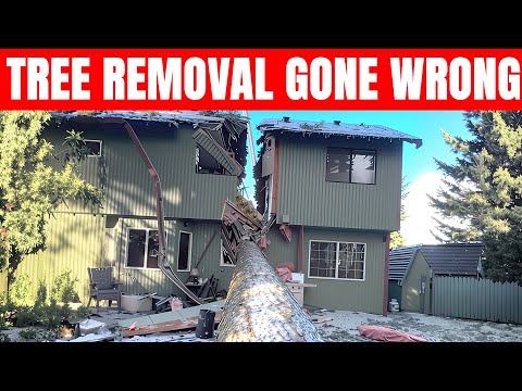 Idiots Cutting Trees With Chainsaws | Tree Falling & Chainsaw Fails Part 1