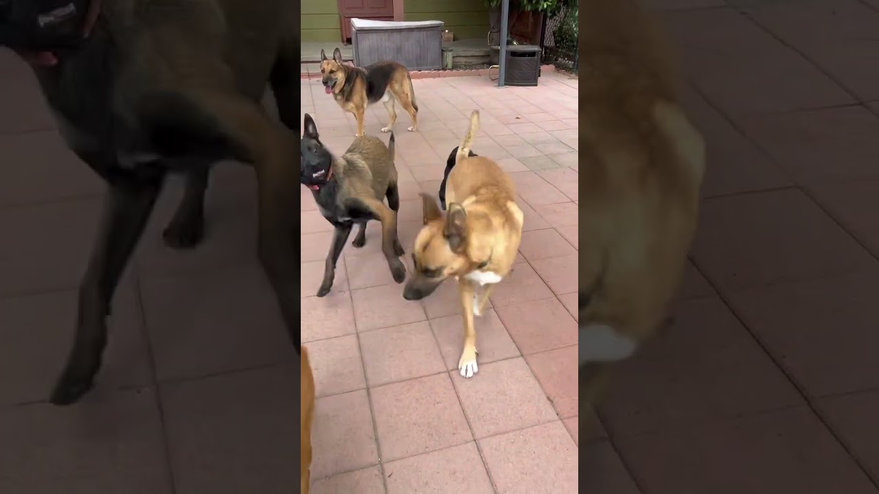 Enlarge Oscar, an adoptable mixed breed in Burbank, CA video 6/6