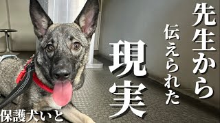 【保護犬】いとの右手に残った神経麻痺。再び始まる治療。