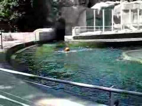 Seal with ball - Foka labdaval