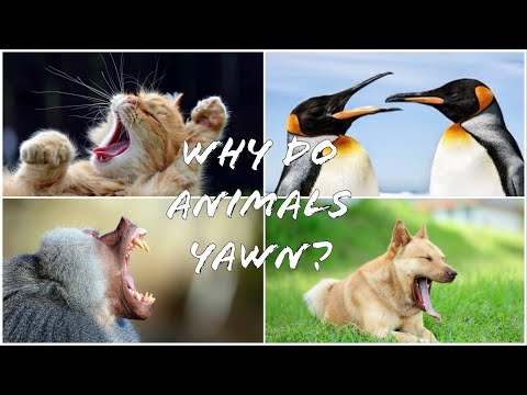 Why Do ANIMALS YAWN ? ( Facts To Know )