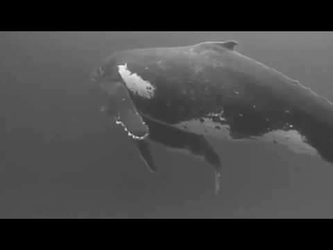 SEVENDOORS PRESENTS - SOUND OF THE WHALES