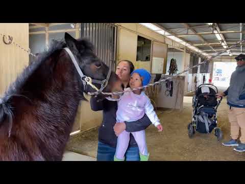 Learning Horses With ABC Cuzzins | Educational video for kids