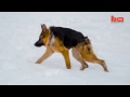 Quasi the Rescued Hunchback Hound: with a Short Spine Syndrome