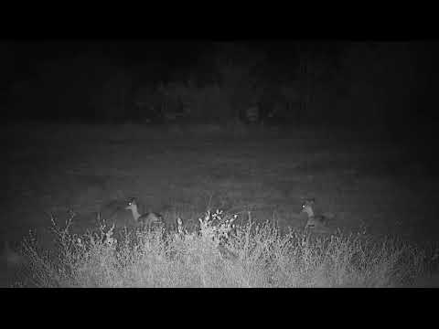 Djuma: Impalas resting in Open Area - 18:15 - 05/21/21