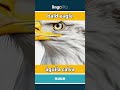 bald eagle - águila calva video thumbnail