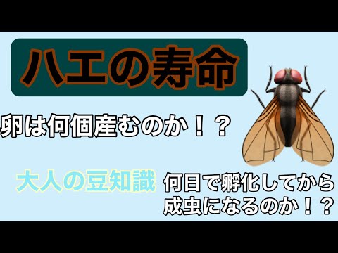 ハエはどれくらい生きますか?