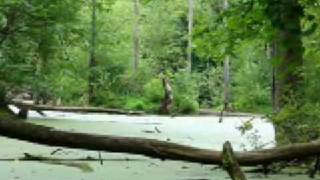 preview picture of video 'Trails at Chippewa Nature Center in Midland Michigan'