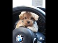 OMG Ralph Is Sooo Adorable Teacup Male Maltipoo