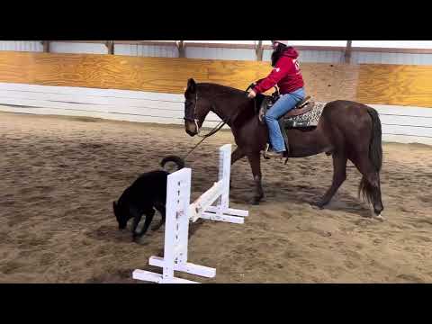 Building A New Skill With "Donnor" And Horses