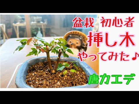 ゴールデンカエデ 植物