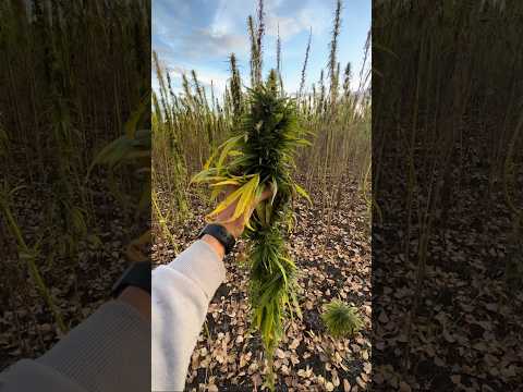Конопля на семена.Башкирия #жизньагрономанедома #поля #конопля #canabis_sativa #farming #agriculture