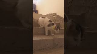 Download lagu Cute Mothrr Cat #65 😻 #shorts #youtubeshorts #natureandtourism mp3