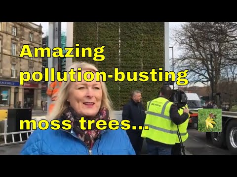 Moss Trees - amazing air cleaning moss wall tree in the UK