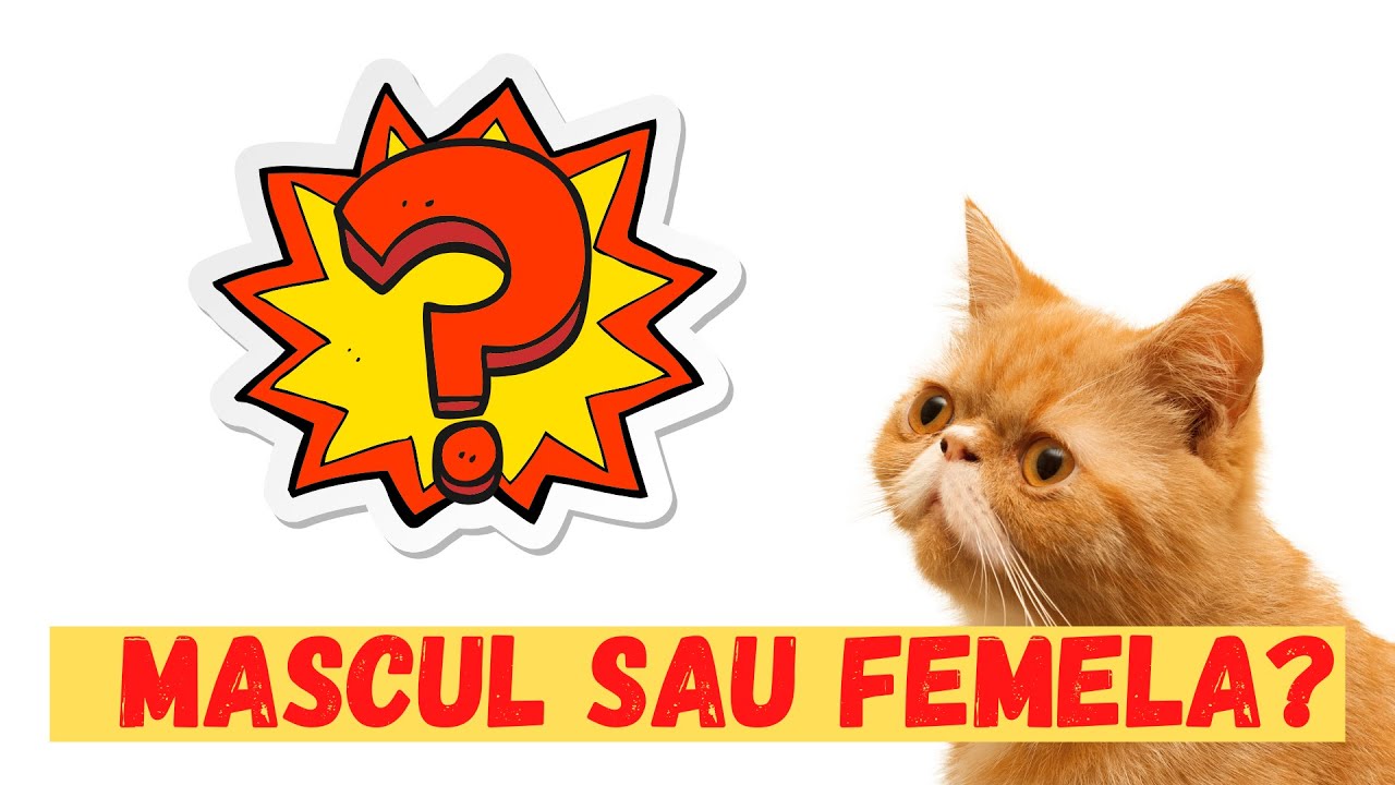Cum afli daca pisica ta este mascul sau femela I Pisic?ria