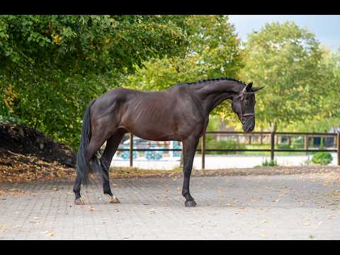 Q Pache vh Kristoffelhof (APACHE x GRIBALDI) - Video 2 video thumbnail