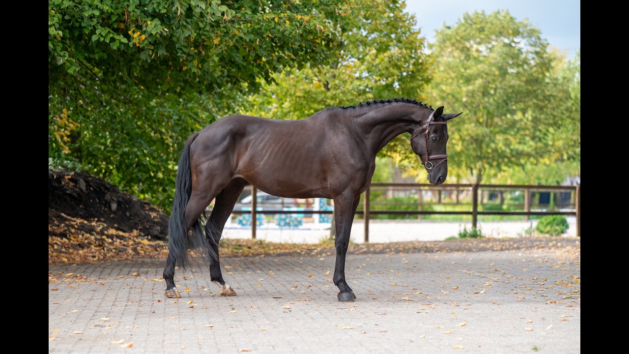 Q Pache vh Kristoffelhof (APACHE x GRIBALDI) video 1