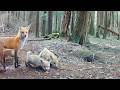 Mom Red Fox Catches 4 Rabbits 1 Bird 5 Rodents In 24 Hours For Her 7 Hungry Pups