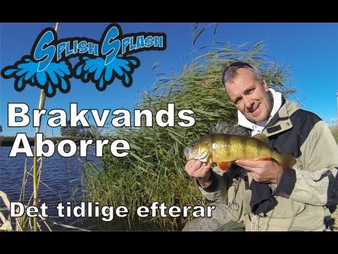 Brakvands Aborre – Det tidlige efterår