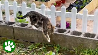 Stray cat leads woman to big surprise