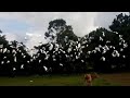 Kokku Meena Thinguma Song