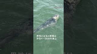 思わず「マジかよ!」九州・佐賀の有明海にアザラシ