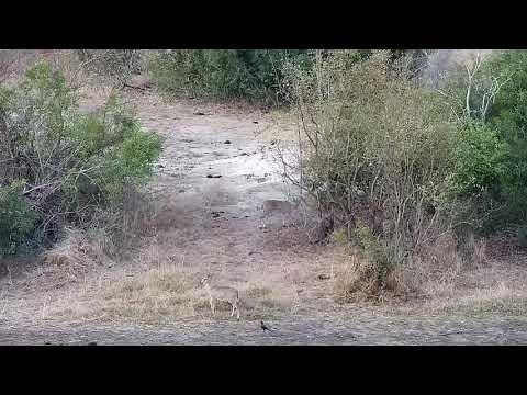 Djuma: Two Duikers-one gets a drink at the dam - 17:44 - 09/14/21
