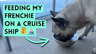 What My Dog Eats on a Cruise: Feeding Routine & Tips (Part 5)