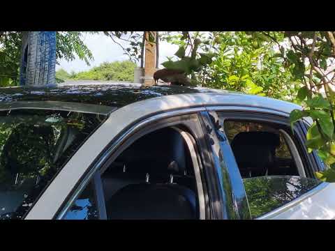 Passarinho lutando com a própria imagem refletida no teto solar fo carro!!!