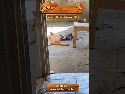 Vídeo de Thor