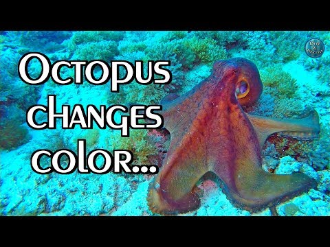 OCTOPUS Camouflage | Changes color, texture and shape