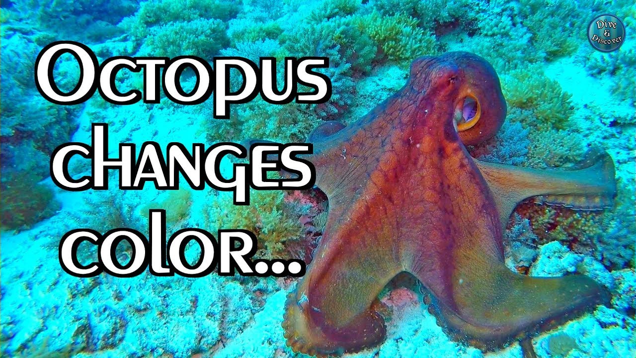 OCTOPUS Camouflage | Changes color, texture and shape