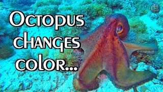OCTOPUS Camouflage | Changes color, texture and shape