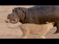 Hippo Vs Lion Clan Natural World BBC Earth