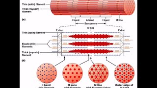Muscle Physiology #nclex  #mcatprep  #medstudent #education #college #biology #usa