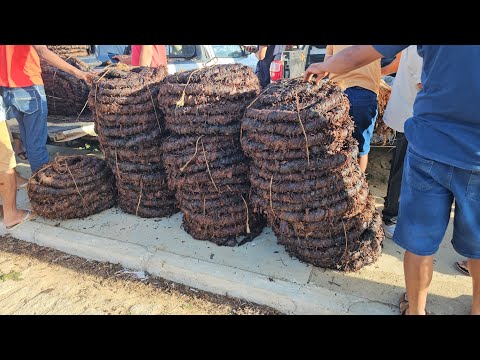 Feira do fumo em Craíbas Al, dia  29/11/2025.