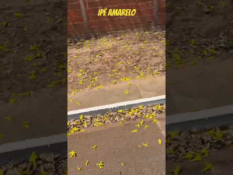 Lindo pé de IPÊ AMARELO Silvanópolis Tocantins