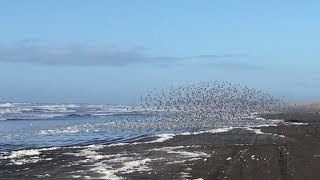 Sanderlings on the ocean beach in Oregon