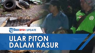 Ular Piton Ditemukan di Dalam Kasur di Tangerang Selatan, Awalnya Curiga dengan Tonjolan