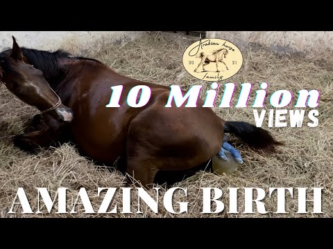 , title : 'Arabian horse gives birth to a beautiful filly | The whole foaling process'