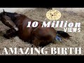 Arabian Horse Gives Birth To A Beautiful Filly The Whole Foaling Process