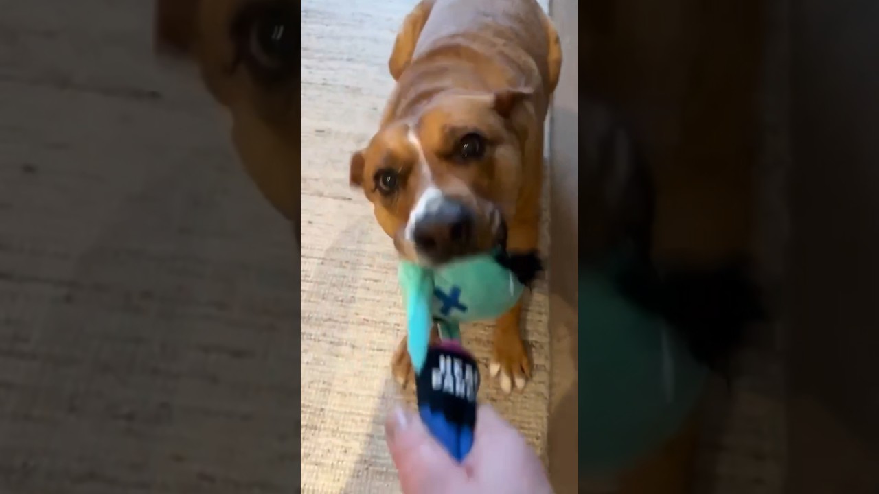 Felice, a ADOPTABLE mixed breed in Kitchener, ON video 6/6