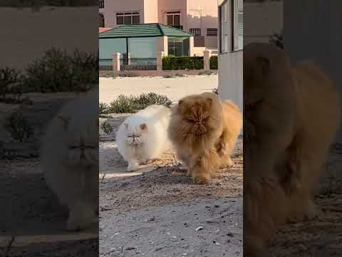Persian cats on the catwalk 🦁🚶‍♀️😹 #adventurecat #cats
