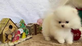 Video preview image #1 Pomeranian Puppy For Sale in SAN FRANCISCO, CA, USA
