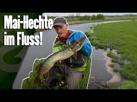 This is what pike do in May! Predators in the upper reaches 🐊