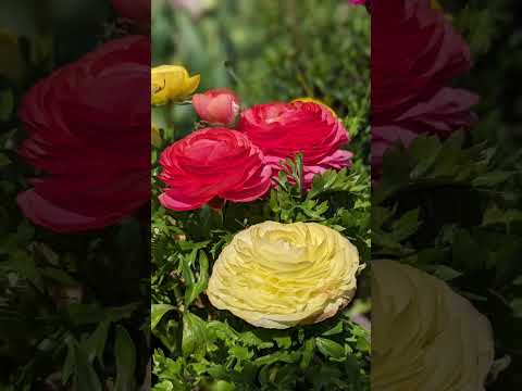 ディプラデニアにいつ水をやるのですか？文化、アドバイス、手法  庭園